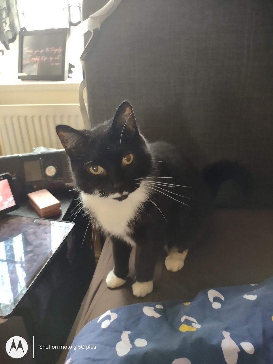 lilyrocks's tweet photo. @ellle_em Fancy Sylvester 😻 https://t.co/lTO5LFaISH