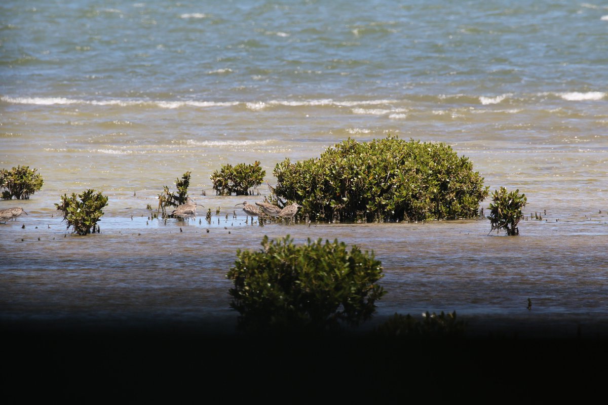 roamingmoth's tweet photo. @CavalloDelMare @RTW_Aus @BirdlifeOz Of course, we definitely found the time to twitch the Hudsonian #Whimbrel while we were in Victoria. What? Haven't you ever heard of taking your dog on a twitch? #RoamingMothUpdate https://t.co/oRd5nMmxY0