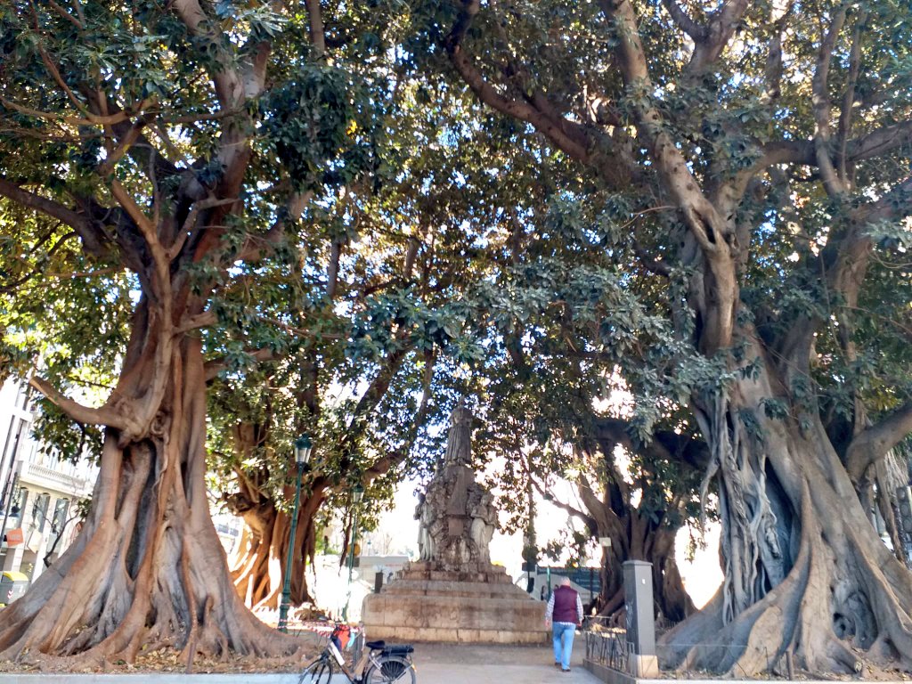 arbopalm's tweet photo. 4 for #thicktrunktuesday
Urban #treeride
#Valencia
#Ficusmacrophylla https://t.co/gLhcOvEZXr