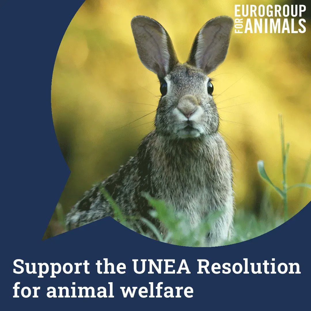 The way we treat animals is part of the solution to save our 🌎.
 
🙏 We ask @andersen_inger to prepare a report on the nexus between #animalwelfare, the environment and sustainable development.
 
➡️ Support the #UNEA5 awresolution.org
 
#Act4Nature #SDGs @UNEP