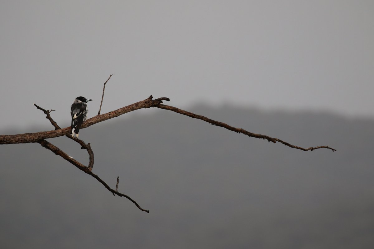 roamingmoth's tweet photo. @CavalloDelMare @RTW_Aus @BirdlifeOz Back at my parents' house, a few things have changed since I was a kid. They now have a resident pair of Pied #Butcherbirds. It used to be that you had to drive ~1 hour west out of the foothills and into the drier plains country to reliably find this species. #RoamingMothUpdate https://t.co/pA8J7B7OBn