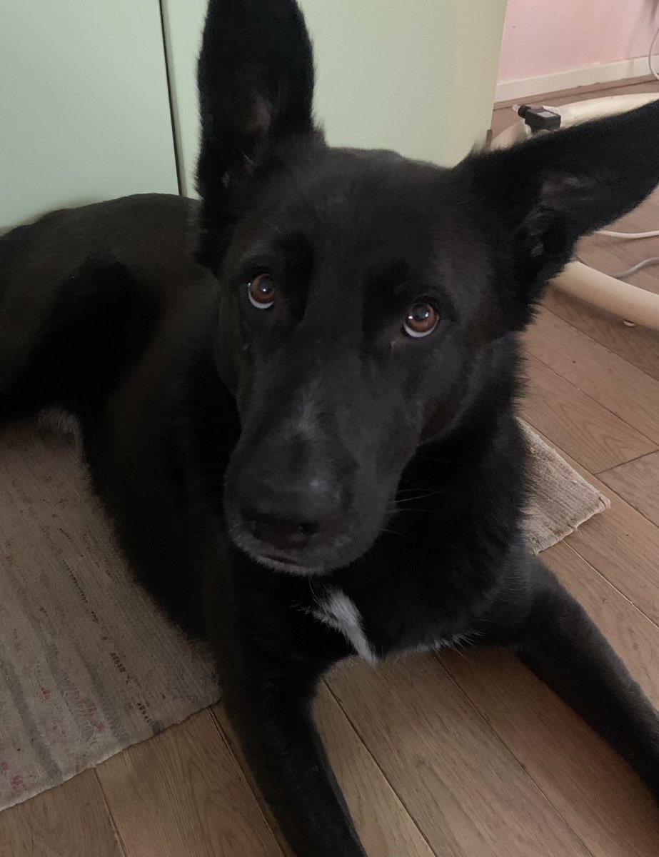 Dat je je hond uit gaat laten
Hij echt o-ver-al gaat snuffelen
Er eindelijk wat tempo inzit
Je een hele hele blije hond aan ziet komen
En je al denkt
Dit gaat nog langer duren
En ja..
Dat klopte 

Ik hou zo van mijn Kees