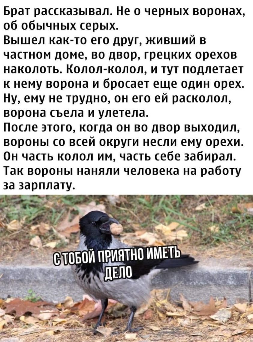 kotyaravesel's tweet photo. Умные птички... https://t.co/FifAKqzzMD