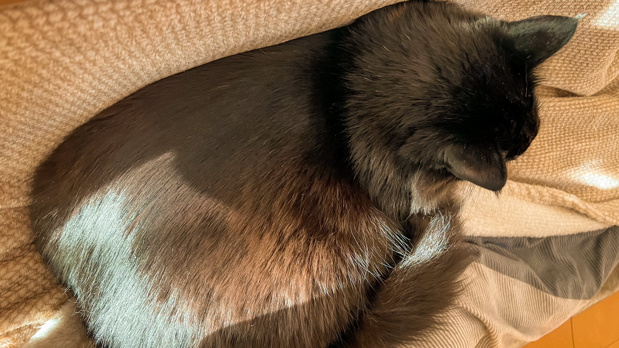 Kazoopy 猫の日 普段あんまりおひざの上に乗らないこの子が今日は珍しくゴロゴロ言いながら甘えてきました おかげさまで足痺れました T Co 0cwfcmw8kg Twitter