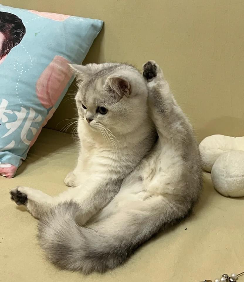 madcatmuseum's tweet photo. nice meow meow ⚪️😂 https://t.co/R0lnaUIdoV
