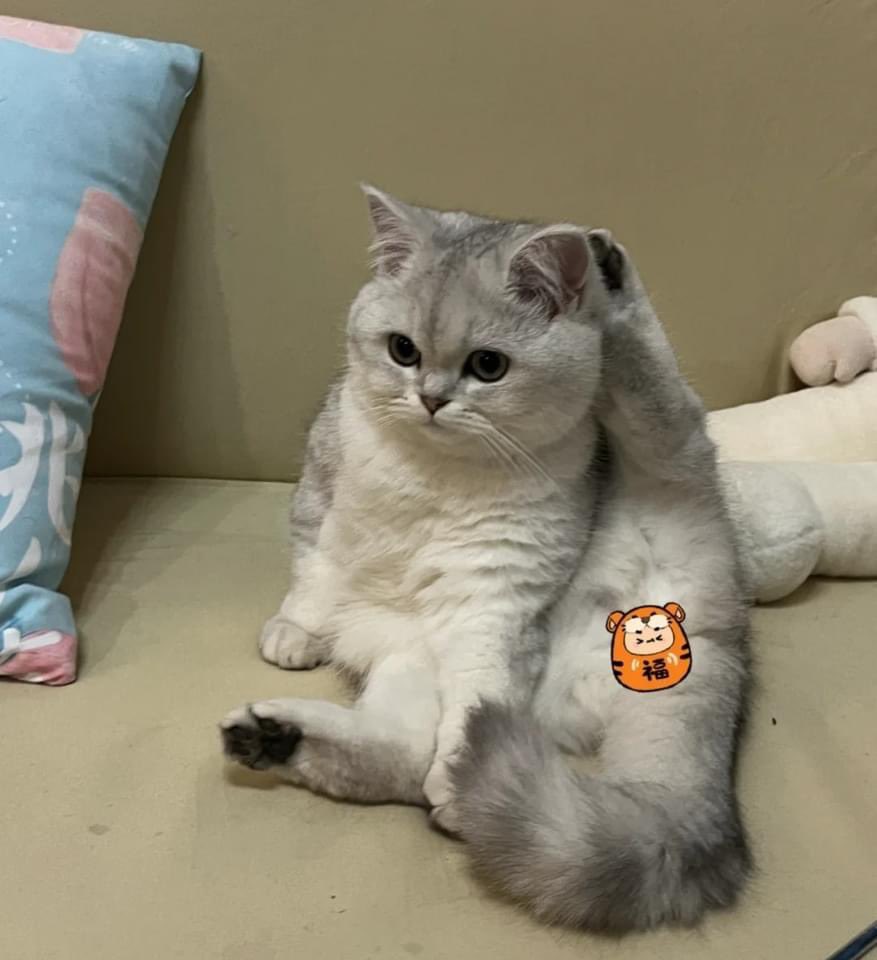 madcatmuseum's tweet photo. nice meow meow ⚪️😂 https://t.co/R0lnaUIdoV