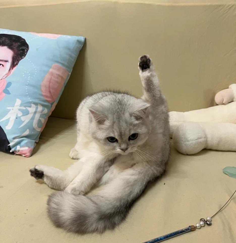 nice meow meow ⚪️😂