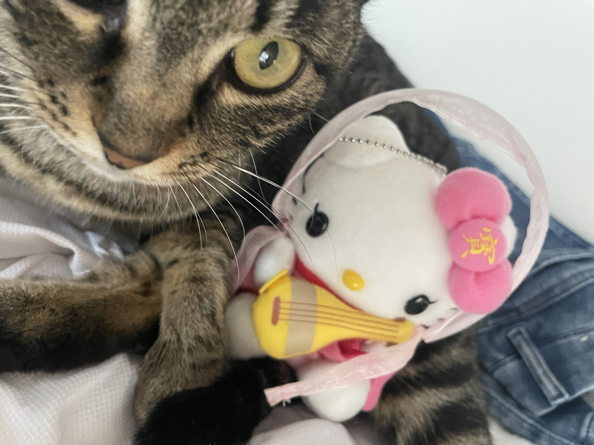 ねこにゃんにゃんにゃん♪です☆ 🐱 にゃんにゃんにゃんにゃんにゃん♪ みんなおそろいうれしいね