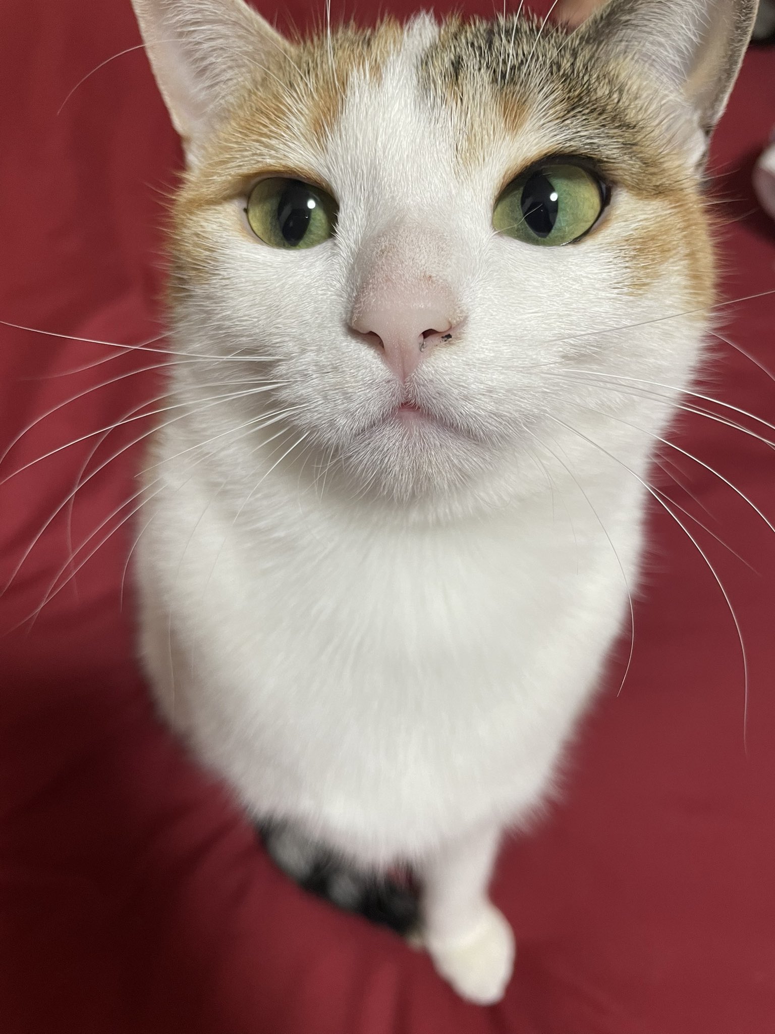 ねこにゃんにゃんにゃん♪です☆ 🐱 にゃんにゃんにゃんにゃんにゃん♪ みんなおそろいうれしいね