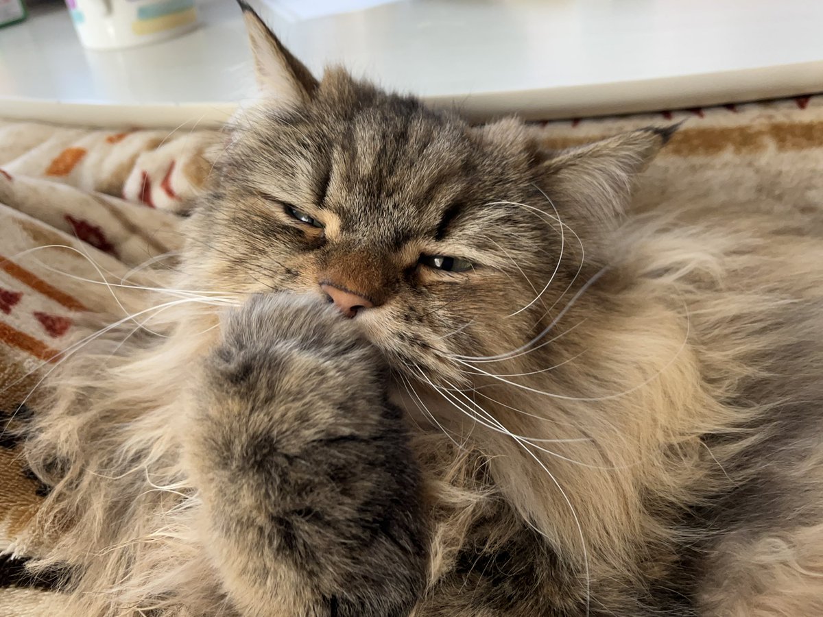 Watage826's tweet photo. 毛づくろいしてるあいだに 片耳がなくなっちゃったねこ🐈
#ねこの日 #サイベリアン #猫のいる暮らし https://t.co/MtMqEcWEht