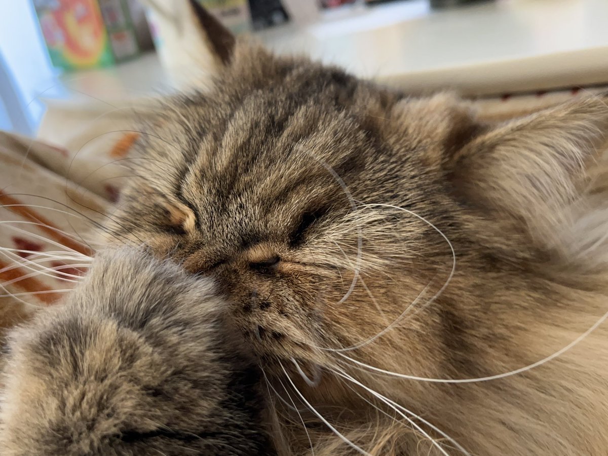 Watage826's tweet photo. 毛づくろいしてるあいだに 片耳がなくなっちゃったねこ🐈
#ねこの日 #サイベリアン #猫のいる暮らし https://t.co/MtMqEcWEht
