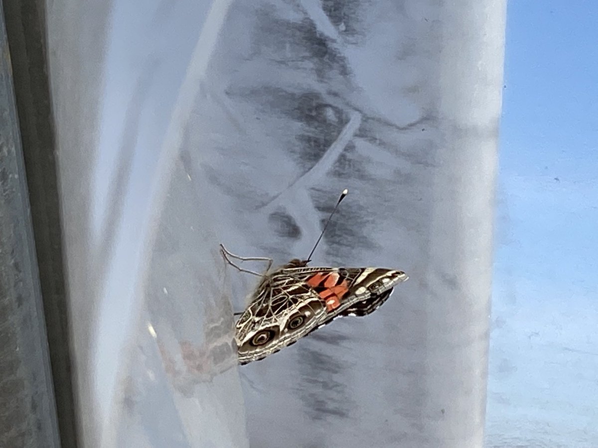 Random question: what does it feel like to be a male American Lady? #butterfly #naturelovers