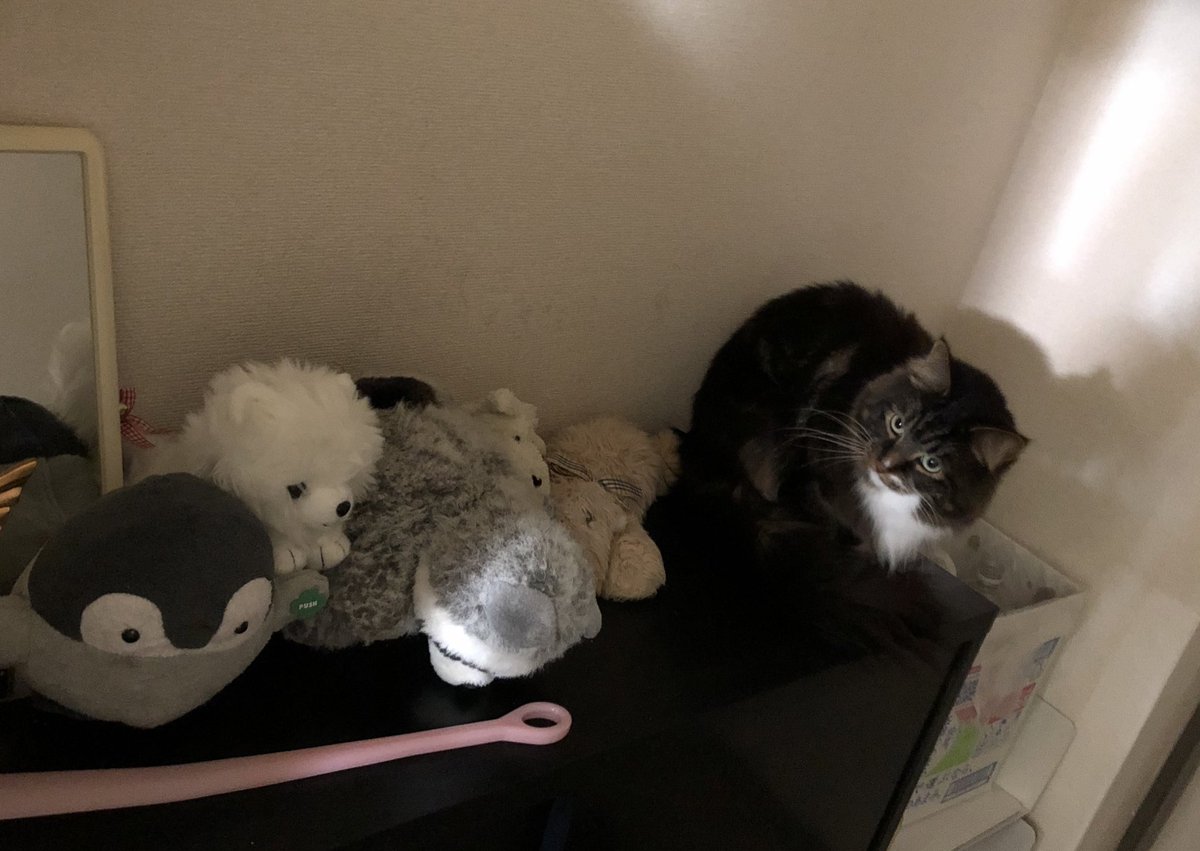 mimuri's tweet photo. #猫の日 
#猫
#2022年2月22日 https://t.co/OjuCJNJKxU