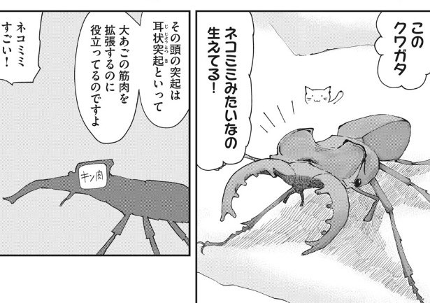 #ねこの日  #スーパー猫の日
クワガタ界のネコ耳・ミヤマクワガタ
本日にピッタリな甲虫ですね
漫画でも主役をはってます  RT 