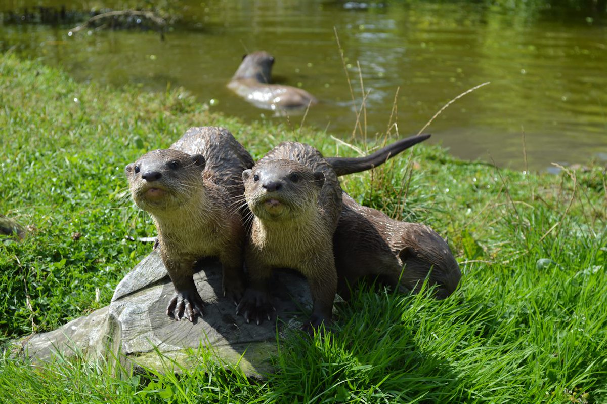 VisitDover's tweet photo. 20/02/2022... Happy #Twosday from #WhiteCliffsCountry 🙂
#ExperienceWhiteCliffsCountry #twosday #escapetheeveryday #LoveDeal #LoveDover #LoveSandwich 
📷 Taking a moment at St Margaret's Bay; Otters at ©Wingham Wildlife Park; Deal boats (©DarinaElliott); Cross-Channel Swimmers https://t.co/rDHxC6hvFD