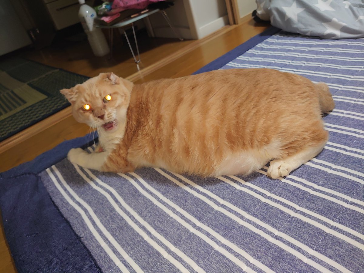 yamituki_R's tweet photo. 猫の日は嫁の誕生日…

プレゼントやべぇ… https://t.co/vZ2NbbMJJF