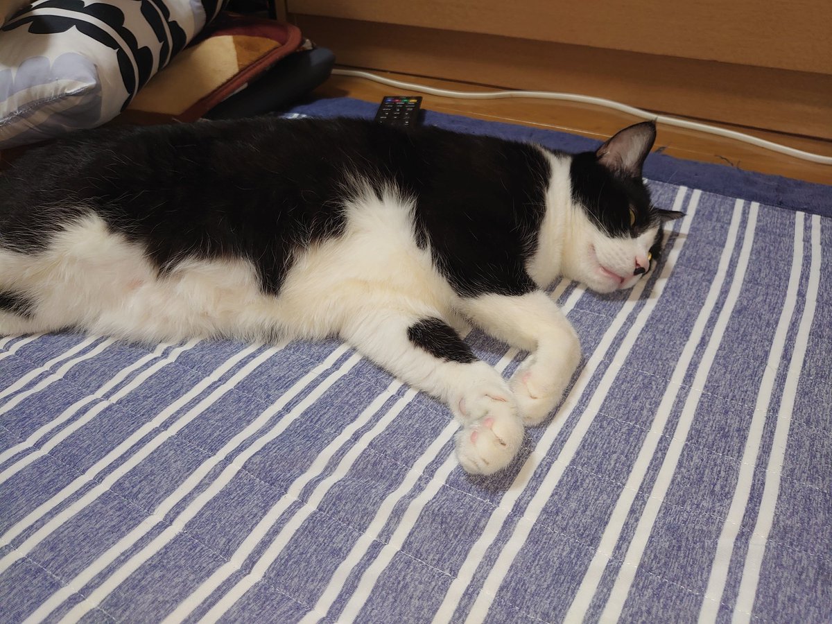 yamituki_R's tweet photo. 猫の日は嫁の誕生日…

プレゼントやべぇ… https://t.co/vZ2NbbMJJF