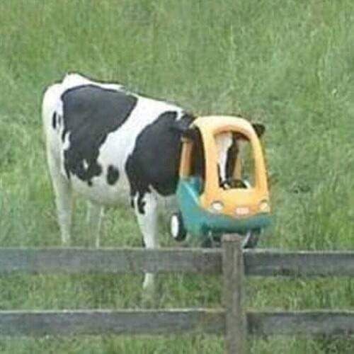 <a href="/stuckcowsonly/">stuck cows only</a> Found it on Pinterest
Cows seem to be quite curious