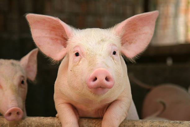 Interested in doing a PhD in pig welfare that intersects psychology and biology? <a href="/QUBPsych/">QUB - School of Psychology</a> Animal Behaviour Centre with <a href="/DrDeborahWells/">Deborah Wells</a> <a href="/GraceACarroll/">Dr Grace Carroll</a> and Dr Gareth Arnott 🐷🐷🐷 see -tinyurl.com/pigwelfareQUB
