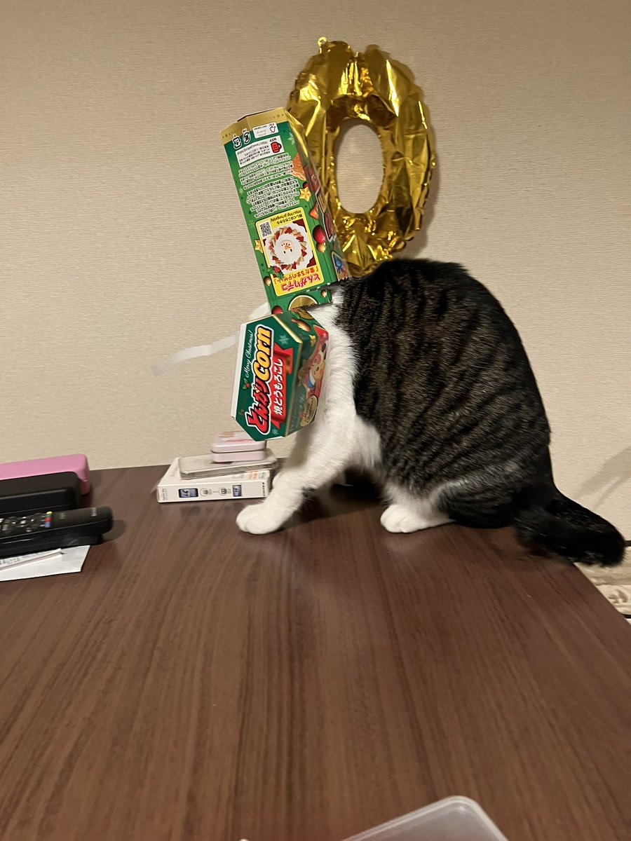 noff_sakai's tweet photo. とんがりコーンの箱に自分からつっこんでいき、頭が抜けなくなった雨ちゃんです。

#猫の日 #スーパー猫の日 #noFF動物愛好会 https://t.co/vb8COs8vFh