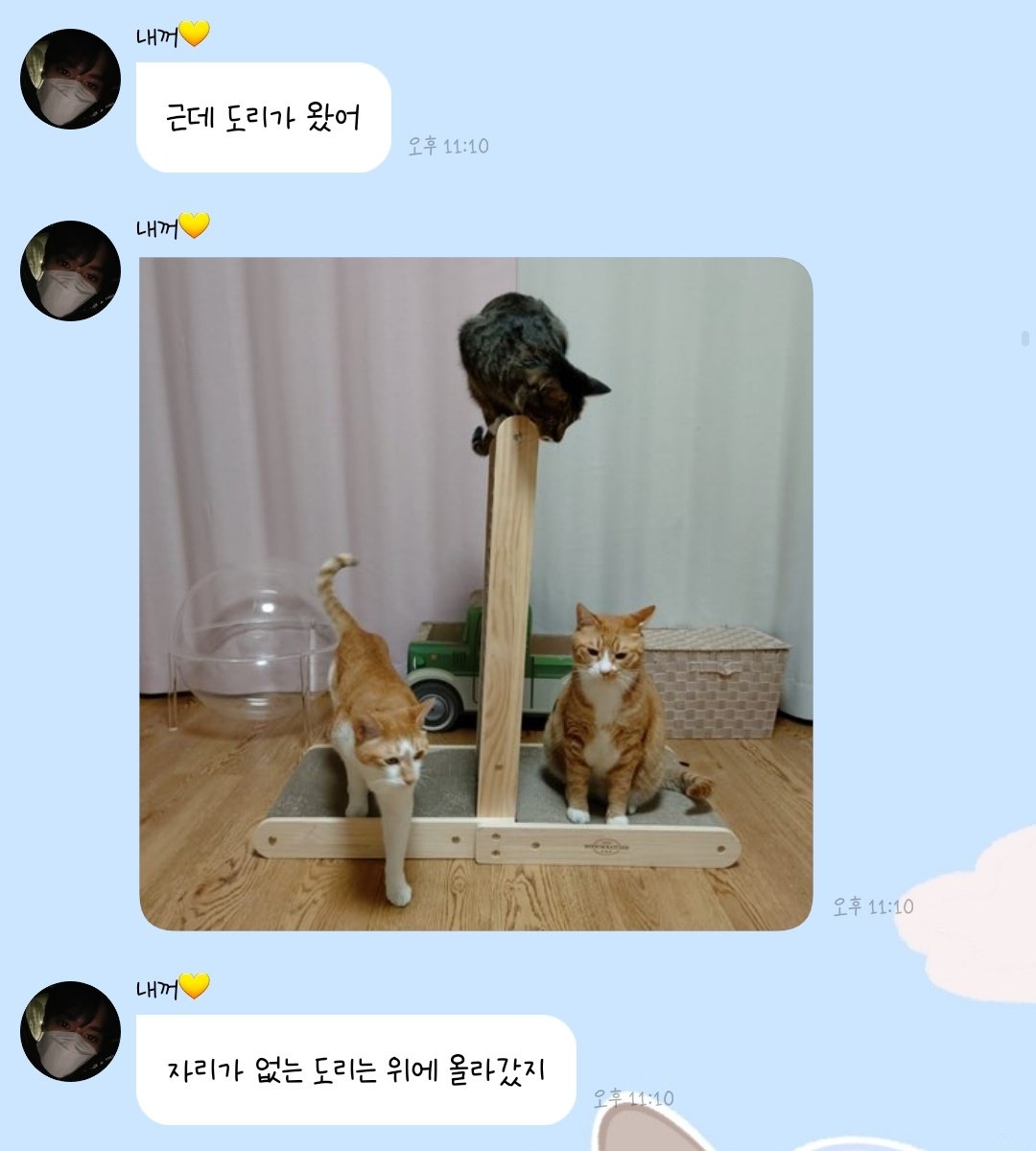 dn_xgi's tweet photo. 8월 8일 세계 고양이의 날 기념 리노의 선물과 함께 순둥도리 스토리텔링 해준날 그리고 둥이 천사인거 밝혀진 날 ,, https://t.co/7UDdIKswBy