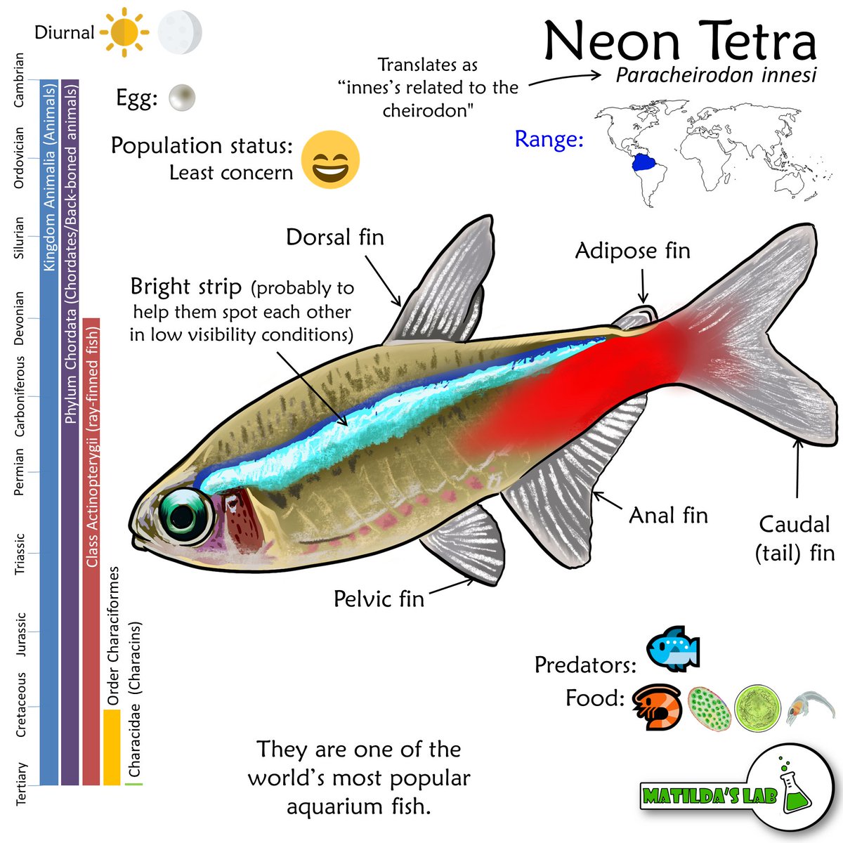 MatildasLab's tweet image. It's #taxonomytuesday and now everyone can see what my #sundayfishsketch was for. Matilda has picked one of the species that we share our home with this week for the #MapOfLife. The #NeonTetra
