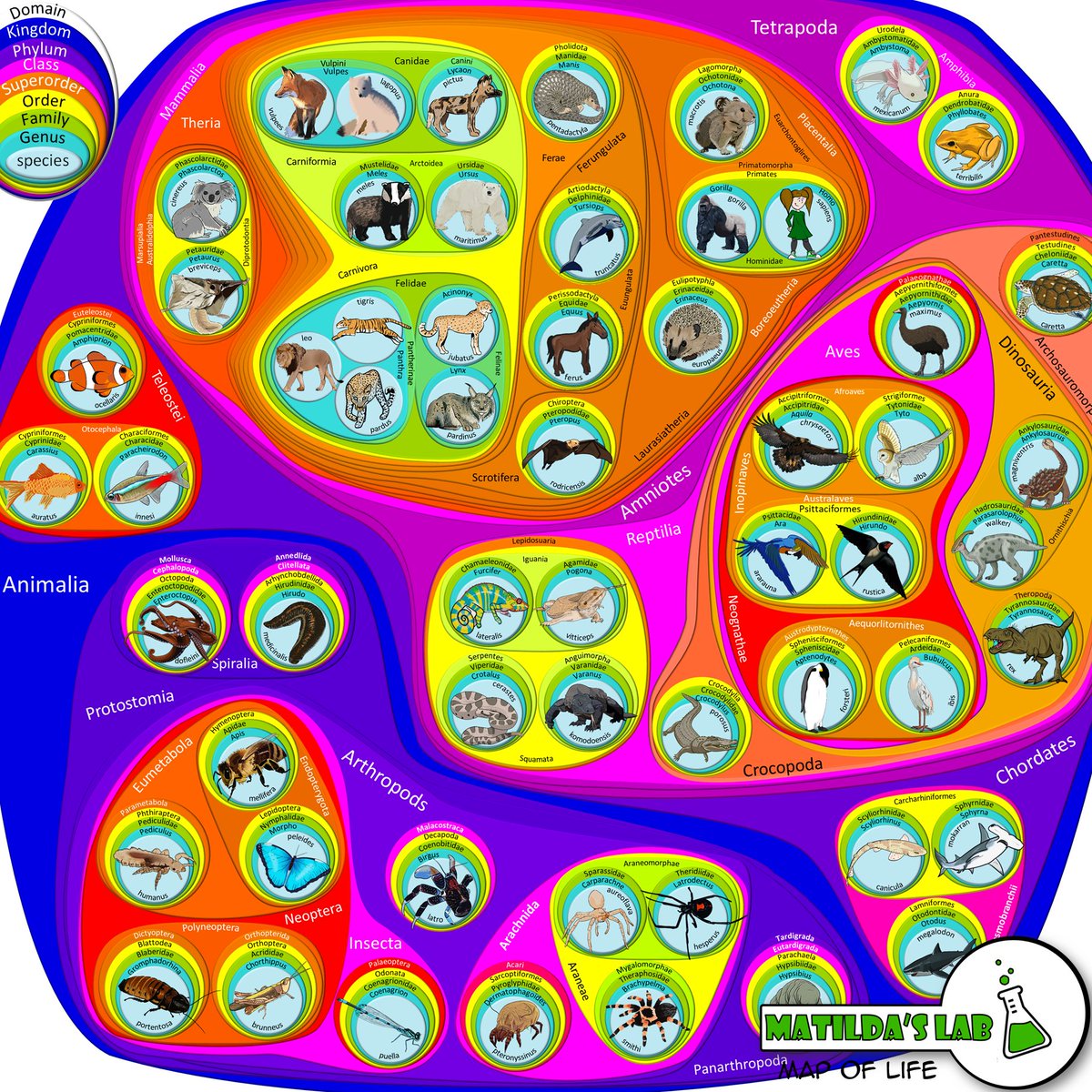 MatildasLab's tweet image. It's #taxonomytuesday and now everyone can see what my #sundayfishsketch was for. Matilda has picked one of the species that we share our home with this week for the #MapOfLife. The #NeonTetra