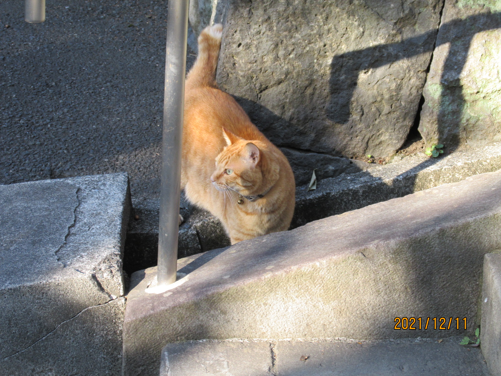 もる 猫さんの日です にゃーん 猫の日 T Co 7pt1eyvfhg Twitter