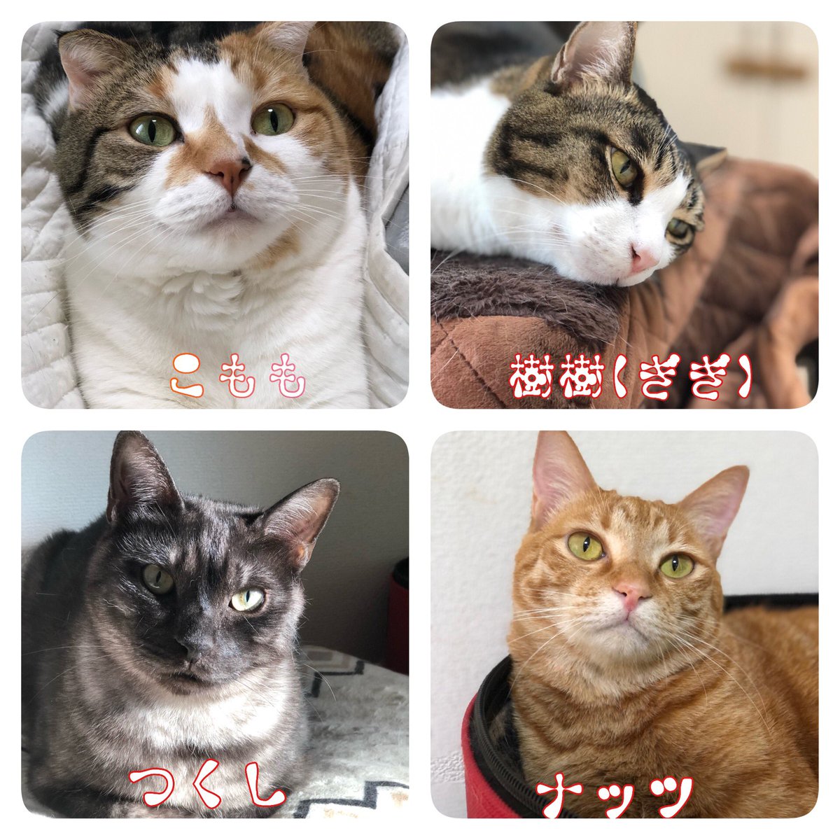 Noraore1's tweet photo. 2022年2月22日 ねこの日🐈

今年も宜しくお願いします🙏✨

家猫 →店猫 →農場さくら猫
  (写真は本日撮影しました)

全ての猫に幸あれ✨

#世界猫の日 #猫の日 #ねこの日 https://t.co/4jgIaojDIT