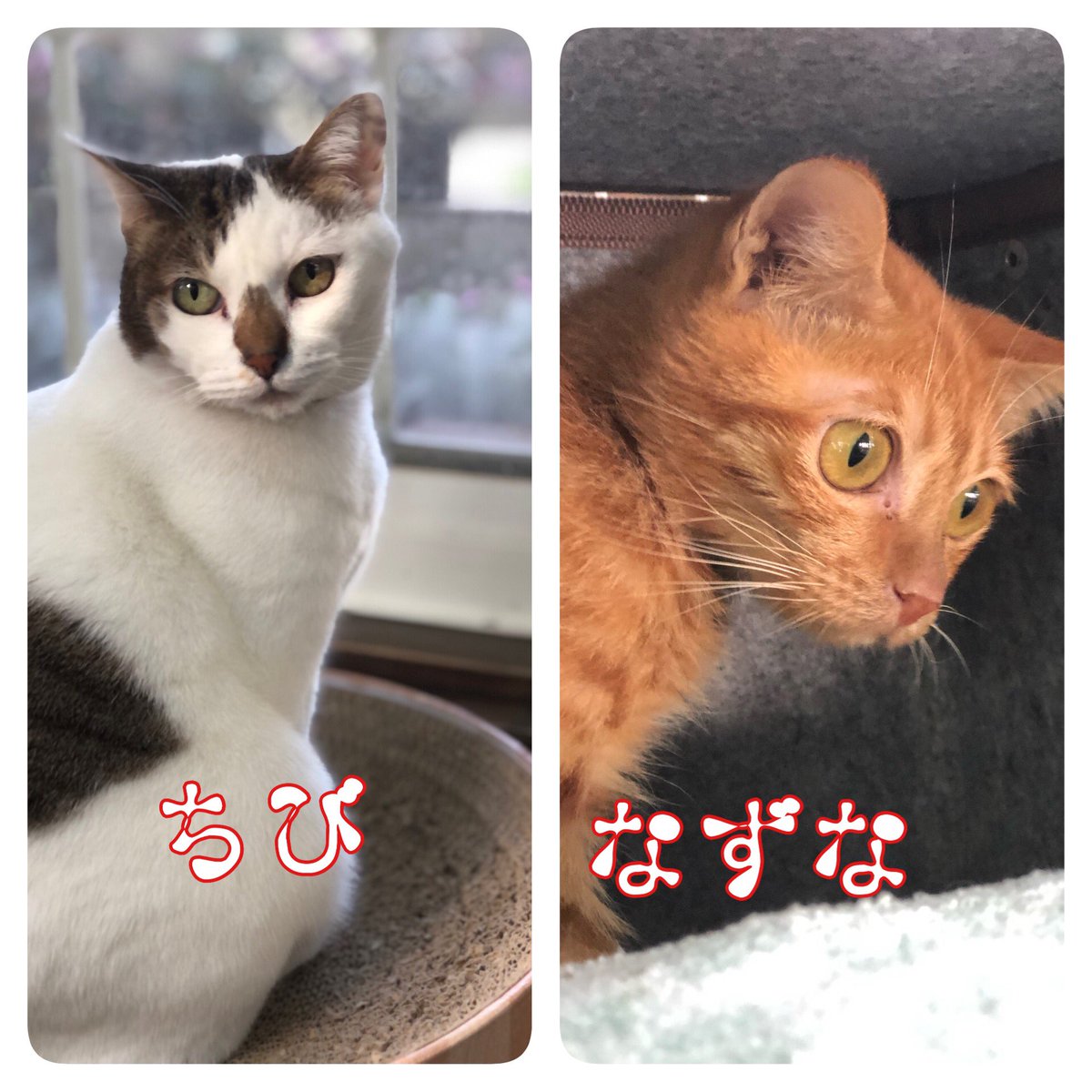 Noraore1's tweet photo. 2022年2月22日 ねこの日🐈

今年も宜しくお願いします🙏✨

家猫 →店猫 →農場さくら猫
  (写真は本日撮影しました)

全ての猫に幸あれ✨

#世界猫の日 #猫の日 #ねこの日 https://t.co/4jgIaojDIT