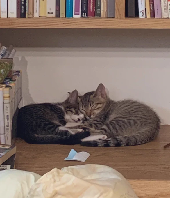 猫の日なので
偶然同じ日に違う場所で保護して最初は警戒しあっていたのに今やすっかり仲良しになってしまったうちの2匹の子猫可愛すぎるから見て

 #猫の日 