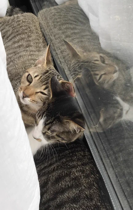 猫の日なので
偶然同じ日に違う場所で保護して最初は警戒しあっていたのに今やすっかり仲良しになってしまったうちの2匹の子猫可愛すぎるから見て

 #猫の日 