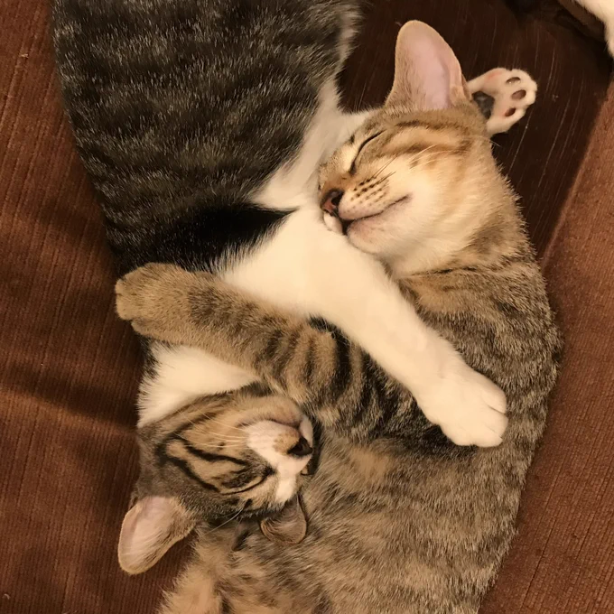 猫の日なので
偶然同じ日に違う場所で保護して最初は警戒しあっていたのに今やすっかり仲良しになってしまったうちの2匹の子猫可愛すぎるから見て

 #猫の日 