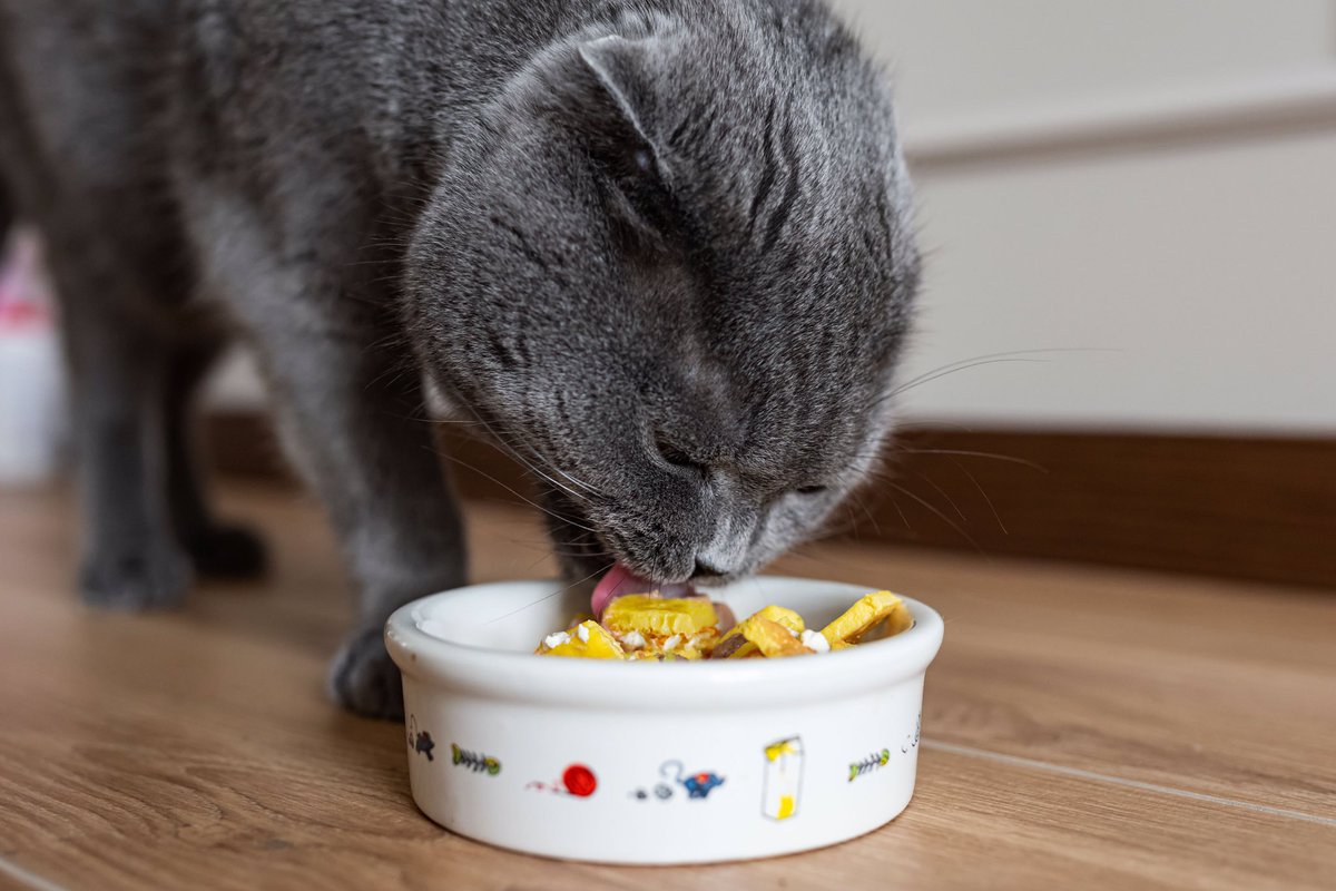 DJone01's tweet photo. As much as people think pet’s like the food they are given, they actually like cooked food. The market for pet, herd & animal food is lucrative. #Food derived pet food & products. Milk 🥛 Honey 🍯 Water Melons 🍉 (Porpoise, Whale’s & Shark’s 🦈 ) #BioMeat #NonSlaughter. #Vitamins https://t.co/eS8DpLfffM