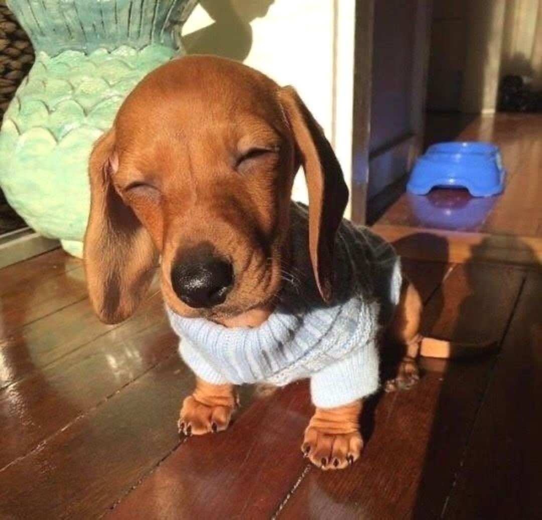 dachshund_heave's tweet photo. Sleeping beauty ❤️😴
#Dachshund #Dachshunds https://t.co/mIPufkjXMA