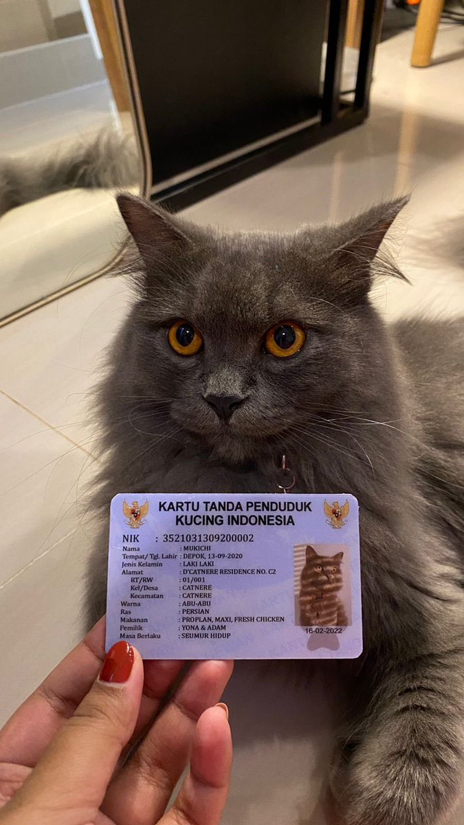 adambrotowijono's tweet photo. Selfi dengan KTP buat daftar pinjol. Royal Canin mahal. Tanggal tua babu ga punya uang. Terpaksa usaha sendiri. https://t.co/PMpLyOKlUF