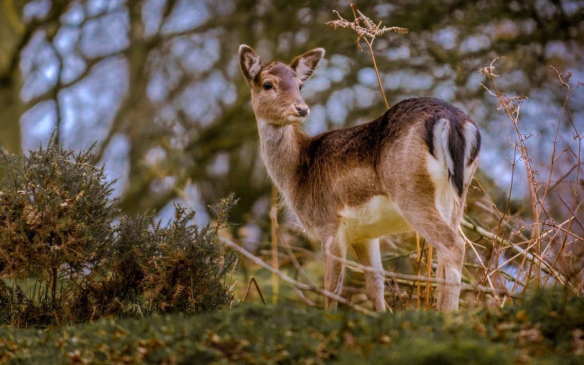 BritishDeerSoc's tweet photo. Are you interested in completing your DSC1? Head to our website to find the next available course in your area.
Find a course: https://t.co/GvfQUGa5wC
#DSC1 #deer #stalking #trainingtuesday #venison #wildlife #nature https://t.co/vcTGIaeC4Y