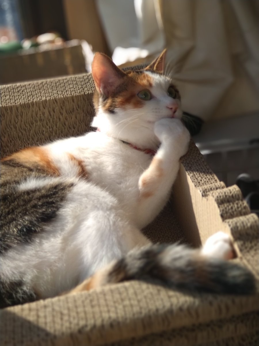 TA12718013's tweet photo. #猫の日
#猫の日2022 
#にゃんにゃんにゃんの日 https://t.co/6svaSF1V03