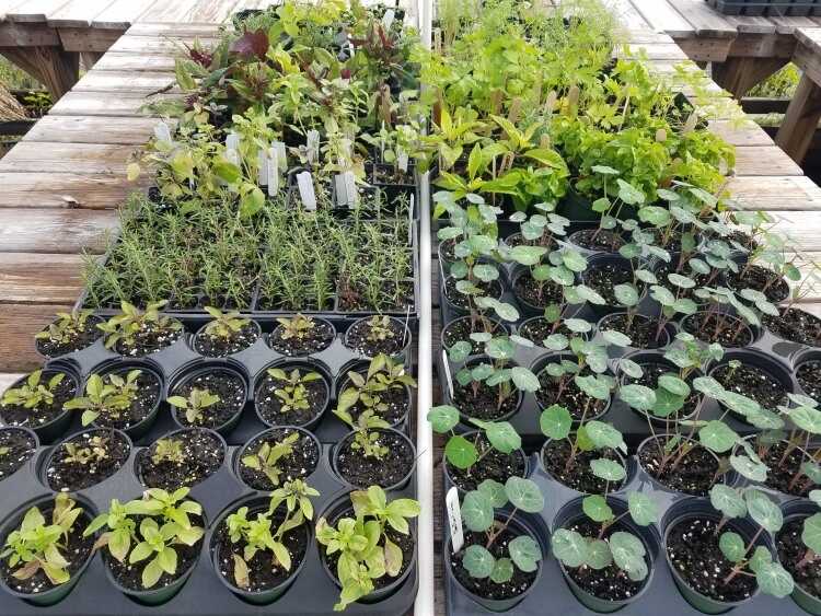 C21_Maurepas's tweet photo. Au jardin en février 🪴🌸 : que planter, semer et faire ce mois-ci ? 📆

#Jardin #AménagementExtérieur https://t.co/m5mGVZXizy https://t.co/wC2X3c1paC
