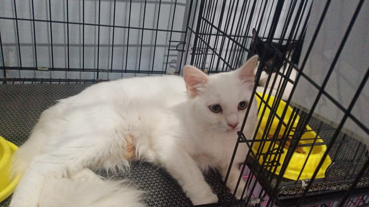 Adjdam's tweet photo. Twitter do your magic
Help
Dicari kucing hilang
Bagi yg melihat atau memiliki info dapat menghubungi akun ini https://t.co/4BAF6KhUqm