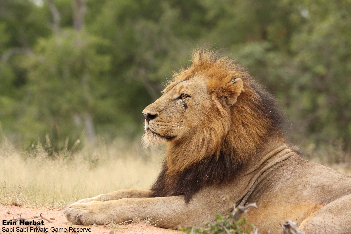 SabiSabiReserve's tweet photo. Two of the N’waswishaka male #lions seemed a bit restless &amp; called several times, possibly searching for the rest of their coalition. When they called, we could see the muscles around their bellies &amp; chest tightening in order to let out one of the most iconic sounds in the bush https://t.co/pMzEvBfBLJ