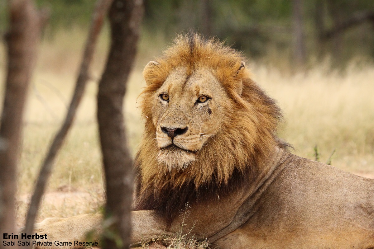 SabiSabiReserve's tweet photo. Two of the N’waswishaka male #lions seemed a bit restless &amp; called several times, possibly searching for the rest of their coalition. When they called, we could see the muscles around their bellies &amp; chest tightening in order to let out one of the most iconic sounds in the bush https://t.co/pMzEvBfBLJ