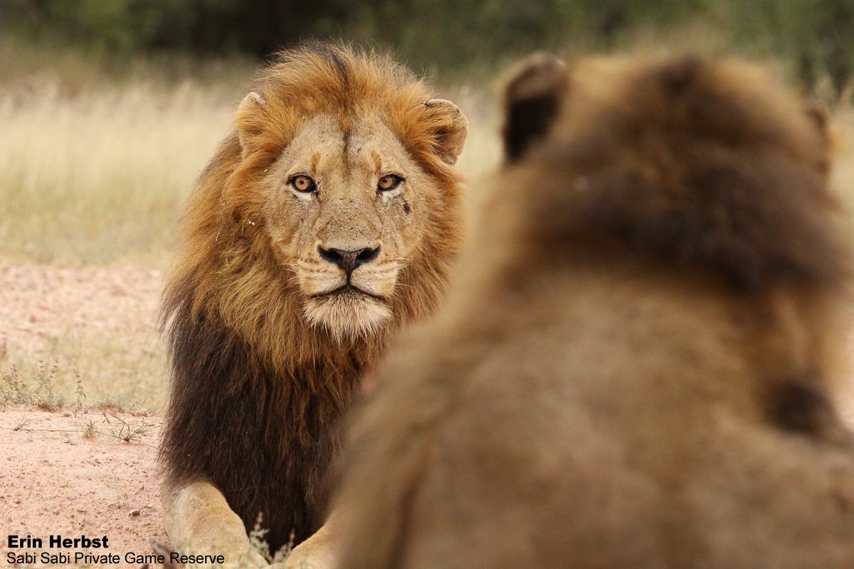 SabiSabiReserve's tweet photo. Two of the N’waswishaka male #lions seemed a bit restless &amp; called several times, possibly searching for the rest of their coalition. When they called, we could see the muscles around their bellies &amp; chest tightening in order to let out one of the most iconic sounds in the bush https://t.co/pMzEvBfBLJ