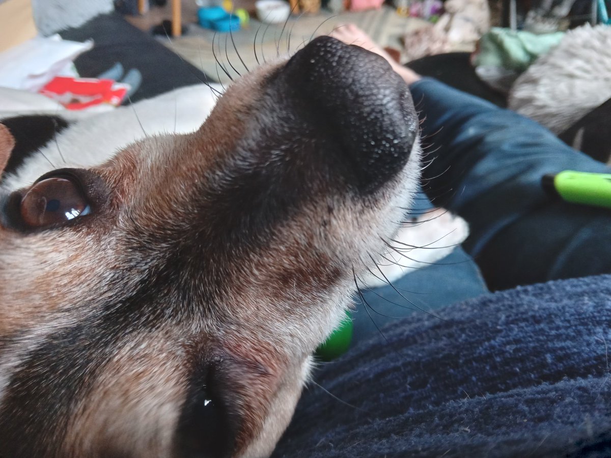 Stargazer1210's tweet photo. Hanging out with my girl! #LauraMcGlinnPhotograhy #TheMindfulImage #JACKRUSSELL #Love #Cute #SelfCompassion https://t.co/XW1KielpAz