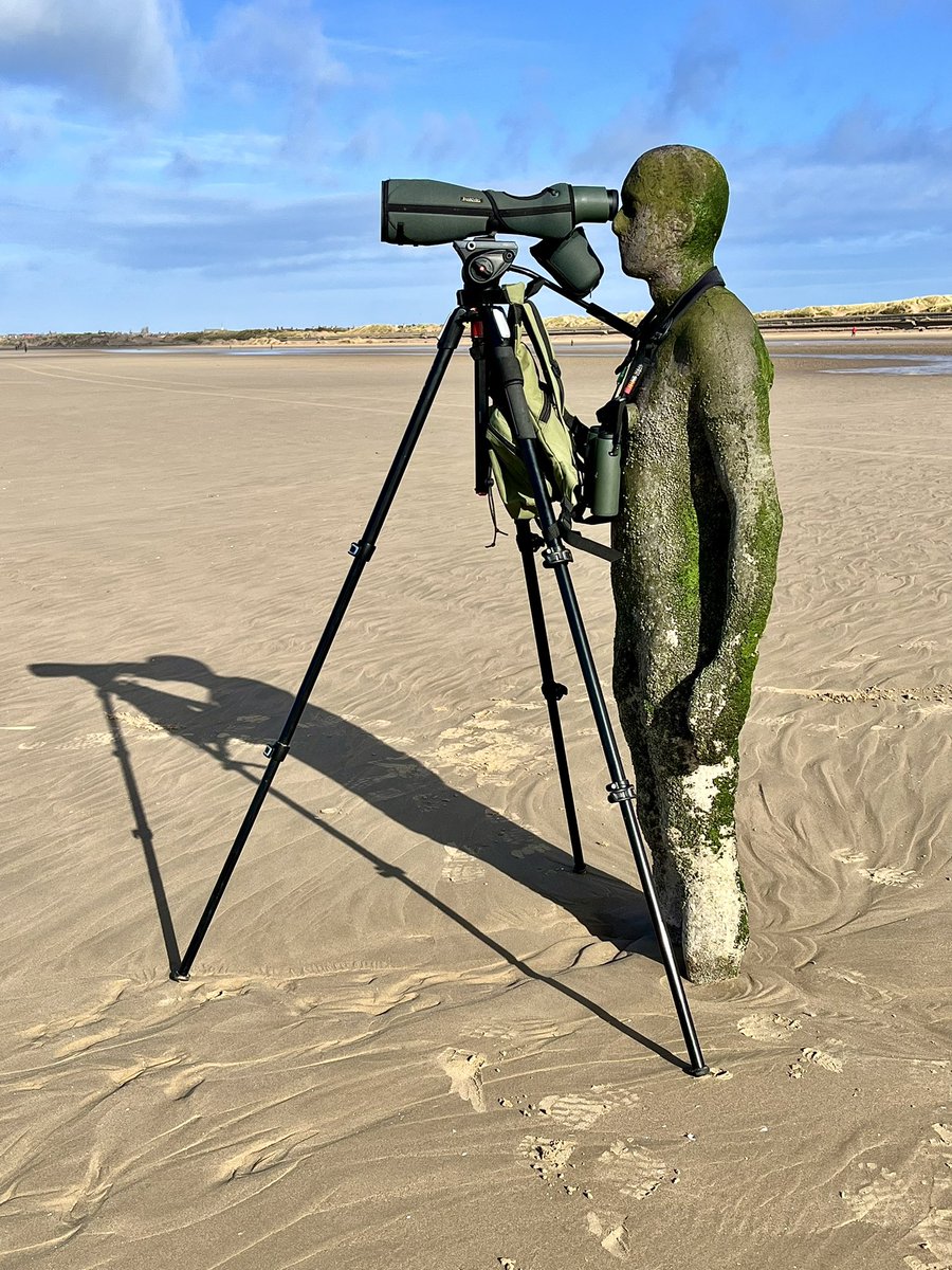 Birding somewhere in Another place today. Travelling up to Ormskirk so stopped at Crosby to see <a href="/GormleyNews/">Antony Gormley news</a> Statues. Cool! 😎 Sanderlings, Pink footed Geese, Common Scoter, singing Skylarks and lots of gulls to look through. Great to meet and chat to <a href="/austinmorley402/">Austin Morley</a> too 😊👍