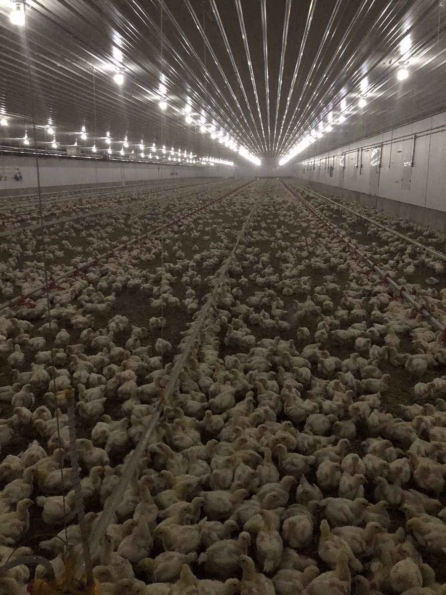 jim saul 🇨🇦🌽🐓 tweet media