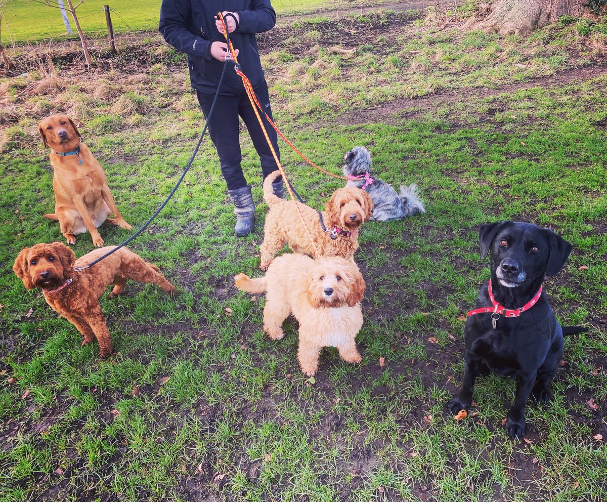 WoofPlay's tweet photo. My friends are better than yours 💁🏻 #dogsquad #allshapesandsizes #doggroupwalk #joinus #walkies #woofplay #woofplaywirral #wirraldogs #dogswirral #wirraldogwalks #dogwalkerwirral #wirraldogwalker #wirraldogservices https://t.co/P7WxApRGtE