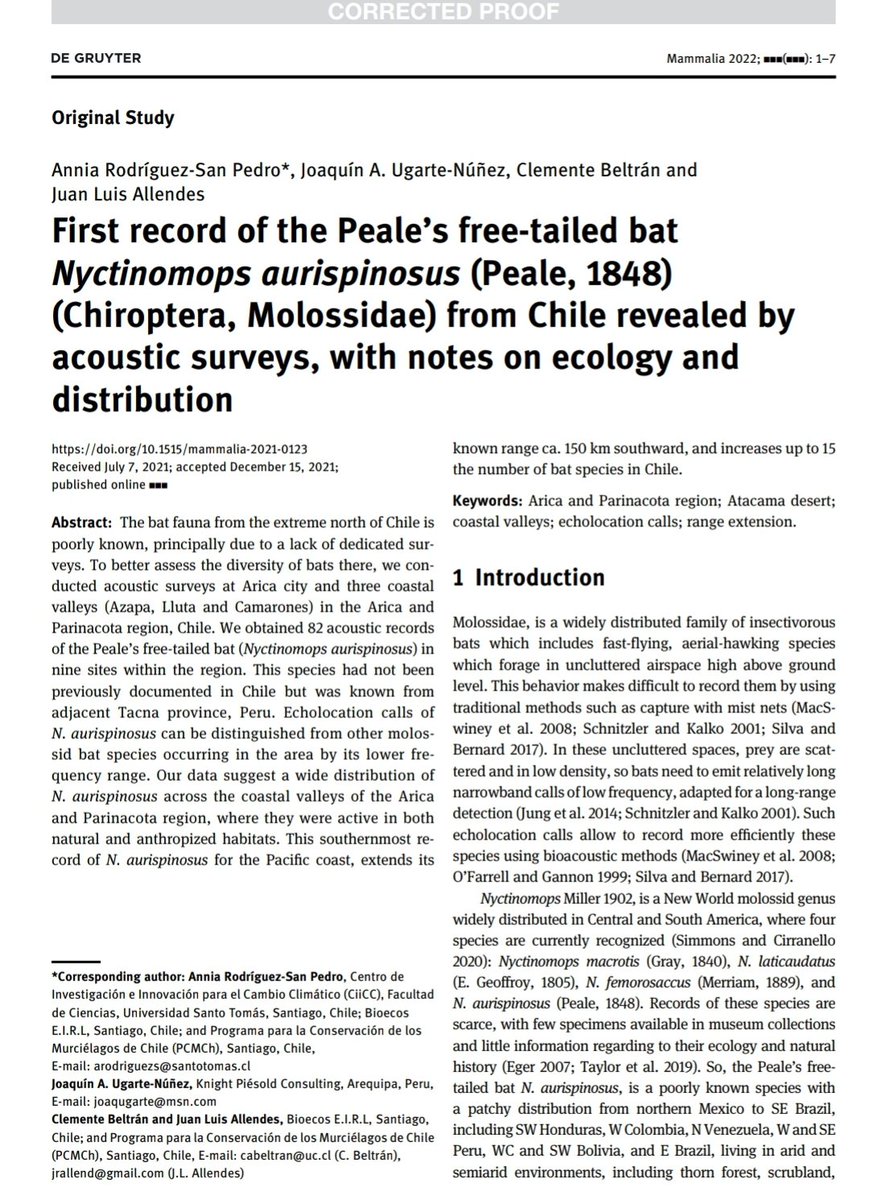 ar_sanpedro's tweet photo. Just released! Nyctinomops aurispinosus (Peale, 1848) (Chiroptera, Molossidae), a new record of bat species and genus for Chile!!! 🤓💪🦇

https://t.co/ZmTWt6sfyC https://t.co/tm8bBwFmjr