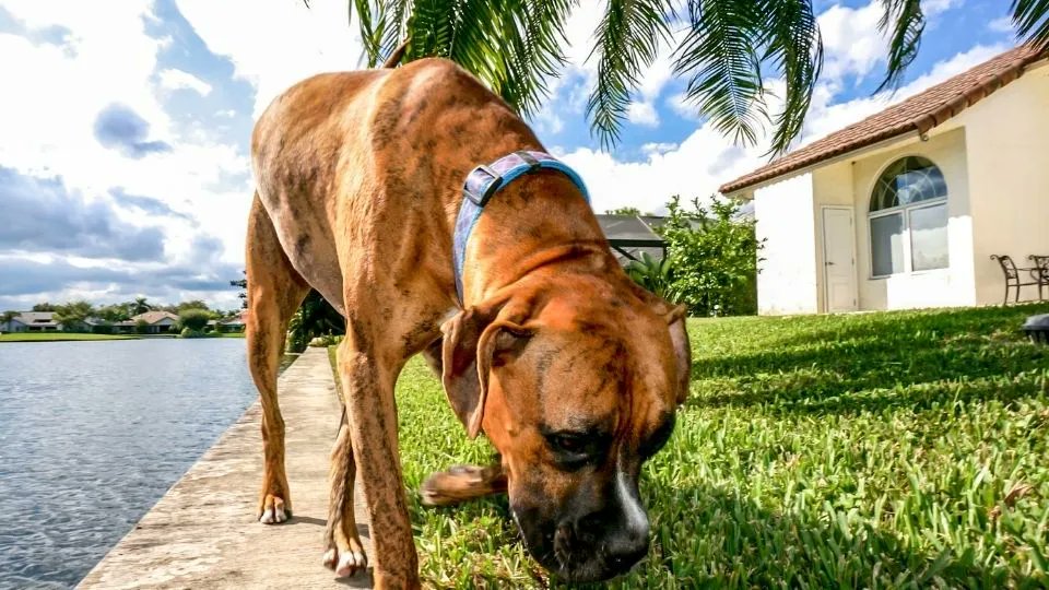 educachorros's tweet photo. Mi perro come caca: un problema demasiado común en perros
#perros #cacas
https://t.co/QGQoxIoCQL https://t.co/NqBrV4S8j5