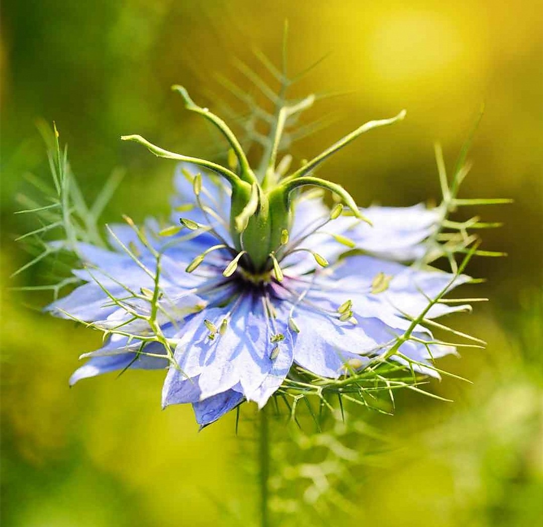 ElliottsGreen's tweet photo. Black cumin 🌱 (Nigella Sativa)

"Cures everything but death!"

Current research has shown that black seed oil can be effective in the treatment of asthma.
It can aid weight loss, lower blood sugar, relieve arthritis, promote hair growth and much more..
#WonderPlant 🌱💚🌱 https://t.co/tIax06bsSi